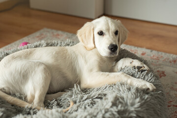 Obraz premium A puppy of a golden retriever is resting in a dog bed.