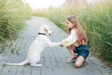 Puppy labrador retriever and little girl