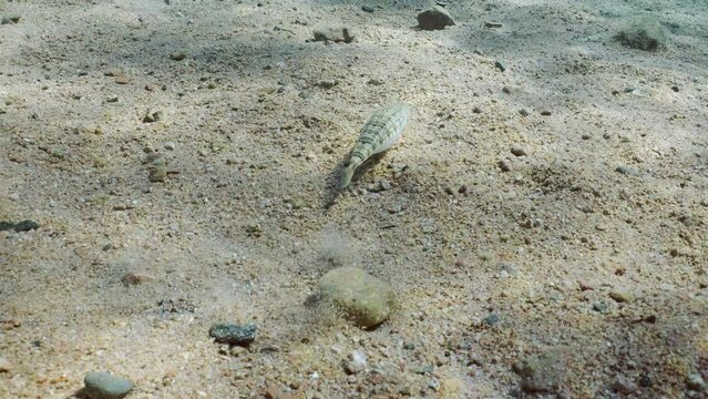 Slender Lizardfish or Gracile lizardfish (Saurida gracilis) on sandy bottom on sunny day in sun glare, Slow motion, Camera moving forwards approaches Lizard fish, it swims away, Back view