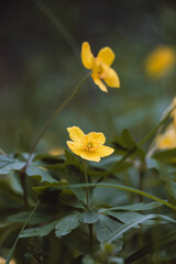 Close-up of a spring plant, Anemone ranunculoides, in a woodland stand during morning light. Biodiversity of nature