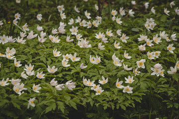 Close-up of a spring plant, Anemone nemorosa, in a forest stand during morning light. Biodiversity of nature