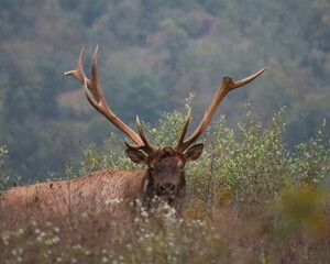 Rocky Mountain Elk Bull Broken Antler Autumn Fall Breeding Season Rut Rutting Fight Tine