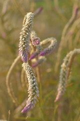 Close up view of chicken's comb flower (celosia)