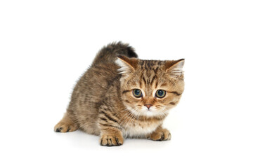 Scottish striped kitten with green eyes