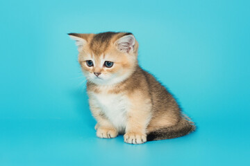 Small serious Scottish fold kitten