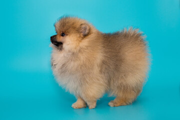 Pomeranian puppy side view