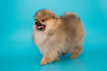 Pomeranian puppy side view