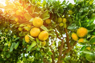 Dojrzewające mandarynki na drzewie na plantacji mandarynek