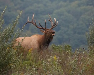 Rocky Mountain Elk Bull Bugling Scream Whistle Autumn Fall 