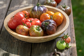 Mix of ripe tomatoes in wooden bowl in the garden.