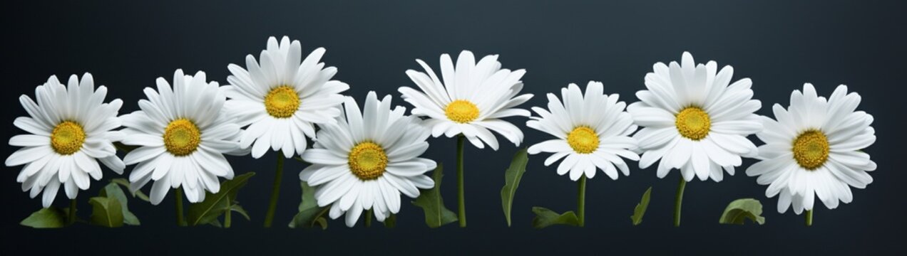 A selection of pristine white daisies grouped together against a stark black background, creating a minimalist and impactful composition
