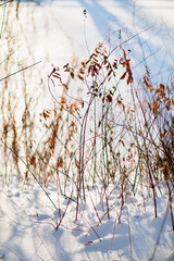 dried plants on the snow