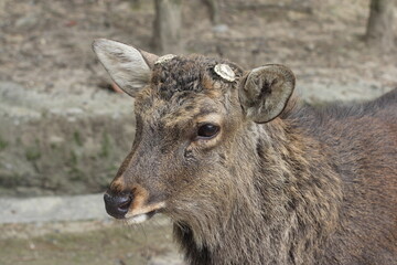 Male deer at Nara Park, no horns, close-up, on the road - obrazy, fototapety, plakaty