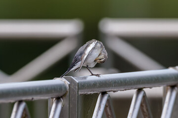 Black-backed wagtail(Motacilla alba lugens)