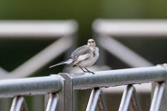 Black-backed wagtail(Motacilla alba lugens)