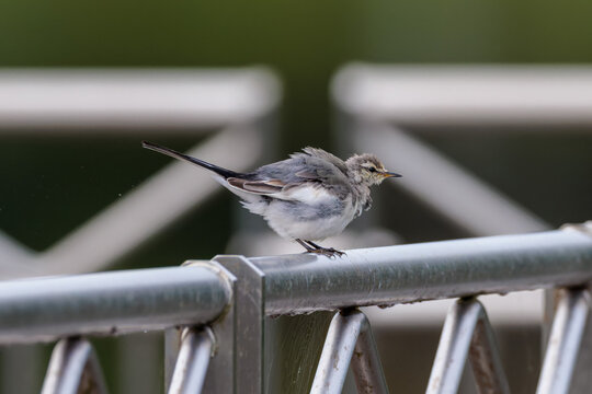 Black-backed wagtail(Motacilla alba lugens)