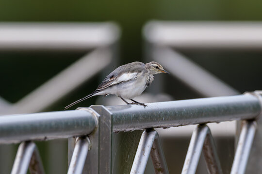 Black-backed wagtail(Motacilla alba lugens)