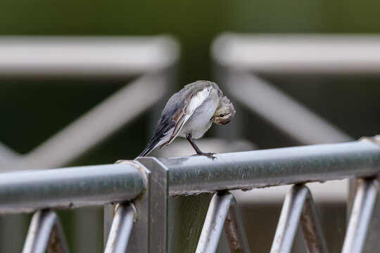 Black-backed wagtail(Motacilla alba lugens)