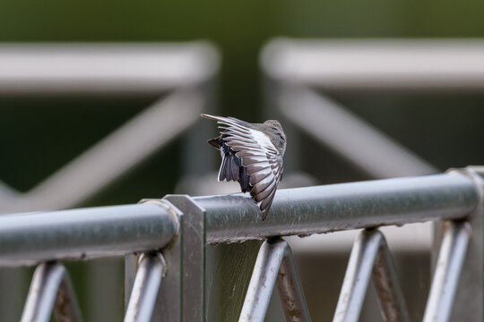 Black-backed wagtail(Motacilla alba lugens)