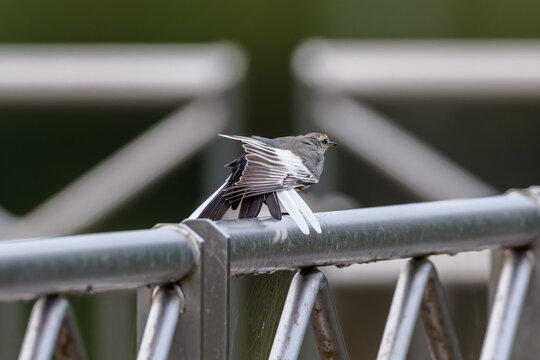Black-backed wagtail(Motacilla alba lugens)