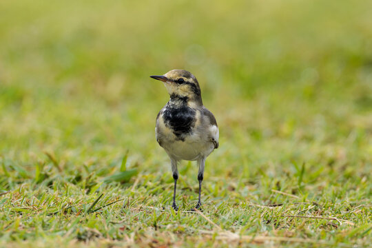 Black-backed wagtail(Motacilla alba lugens)
