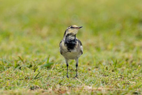 Black-backed wagtail(Motacilla alba lugens)