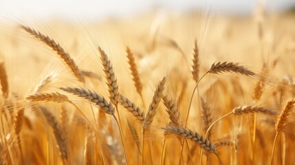 Fototapeta premium A golden field of wheat blowing in the wind