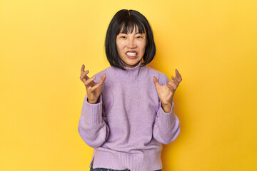 Young Chinese lady, yellow studio background upset screaming with tense hands.