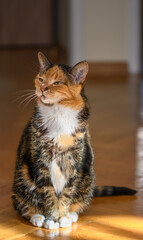 Obrażony kot domowy dumnie siedzi na podłodze  - obrazy, fototapety, plakaty