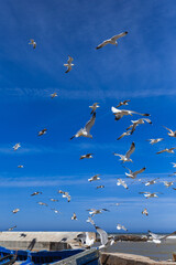 seagulls in flight with blue sky