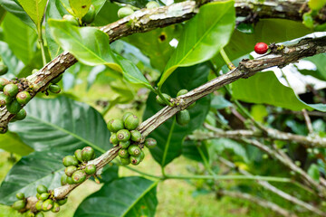 Coffee Plants on trees close-up, coffee crop berries for harvest in Java, Indonesia for Java coffee