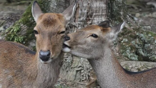 Deer kissing another deer at Nara Park, animals love