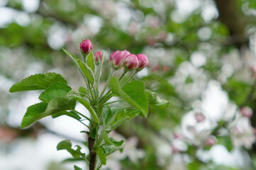 close up macro shot of pink growing apple tree leaves. White petals and green tree branches in the background. Apple tree in spring in a garden. Early summer footage.
