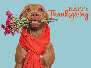 Happy Thanksgiving. Lovely brown puppy and congratulatory inscription. Closeup, indoors. Studio...