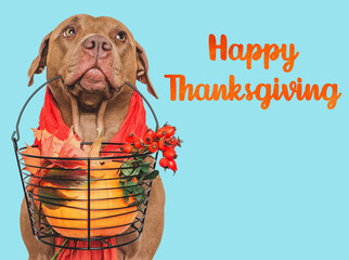 Happy Thanksgiving. Lovely brown puppy and congratulatory inscription. Closeup, indoors. Studio...