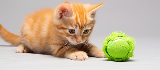Playful orange kitten with toy With copyspace for text