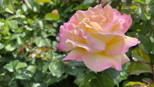 Rose beautiful pink flower, tea rose in garden.
