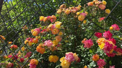 Beautiful climbing rose shrub red yellow flowers on fence.