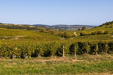 Fototapeta na wymiar Vignoble de la célèbre appellation Pouilly-Fuissé, en Bourgogne, dans le village de Solutré-Pouilly près de Mâcon