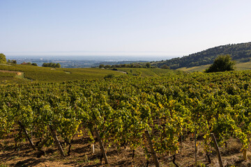 Fototapeta na wymiar Vignoble de la célèbre appellation Pouilly-Fuissé, en Bourgogne, dans le village de Solutré-Pouilly près de Mâcon