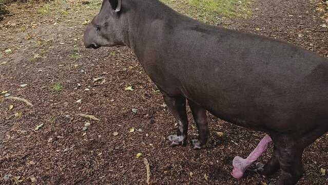 Close view of a Tapirs standing with an erected penis on a meadow on a sunny day