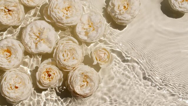 White rose flowers on water surface and of waves on white background. Sun and shadows. Pure water with reflections sunlight and shadows in slow motion. Valentines day texture. High quality 4k
