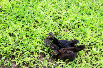 Black chickens on green grass.
