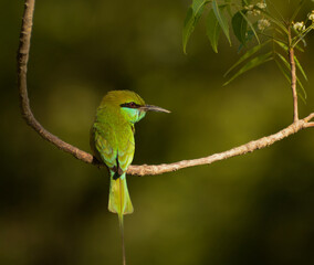 green bee eater