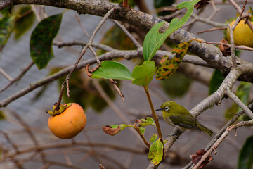 メジロと柿