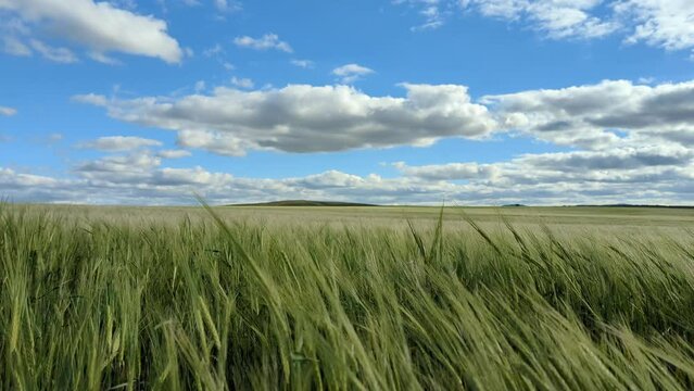 CAMPO DE TRIGO MOVIENDOSE AL VIENTO BAJO UN CIELO AZUL CON NUBES. TERUEL. ESPA&Ntilde;A