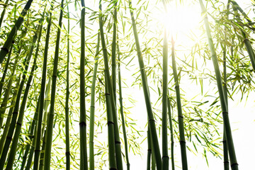 Fototapeta premium large green bamboo forest with sun rays. AI GENERATE