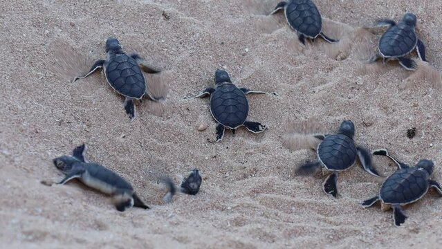 Video of turtle hatchlings on the beach. Many baby turtles going out of the nest, walk on the sand to the ocean. Cute and magical wildlife moment. Ningaloo national park in Exmouth, Western Australia.
