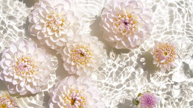 Gentle dahlias flowers on water surface and falling water drops, waves on white background. Water splash. Pure water with reflections sunlight and shadows. Valentines day texture. High quality 4k 