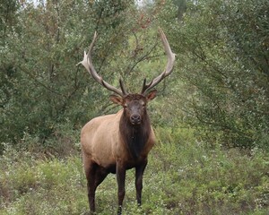 Naklejka na ściany i meble Majestic Rocky Mountain Bull Elk Clearfield County PA During Fall Autumn Rut Breeding Season